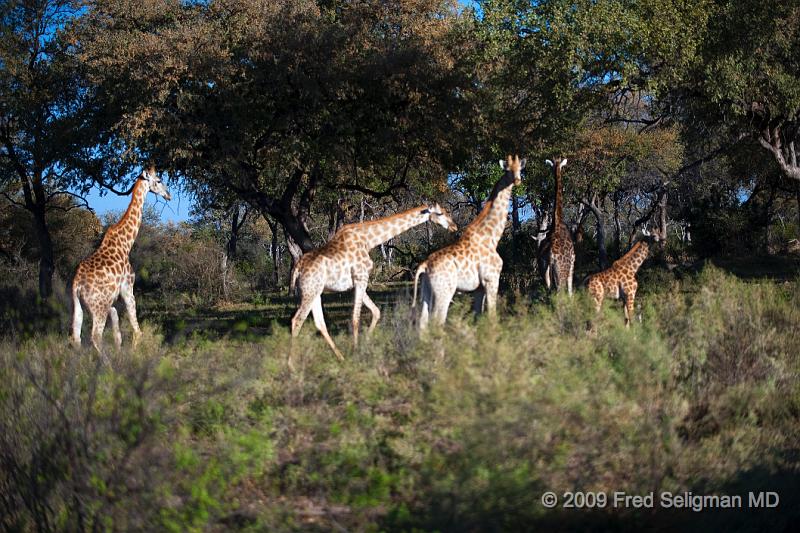 20090616_082911 D3 X1.jpg - Giraffe